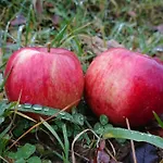 בית אירוח Nature