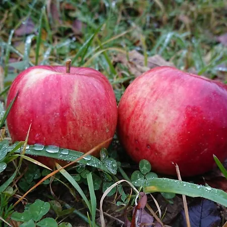 منزل للإقامة Nature