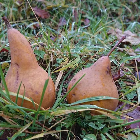 منزل للإقامة Nature Trenčín