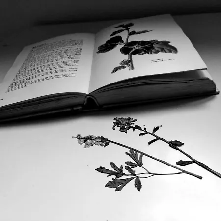 Nature Quarto em Acomodações Particulares Trenčín