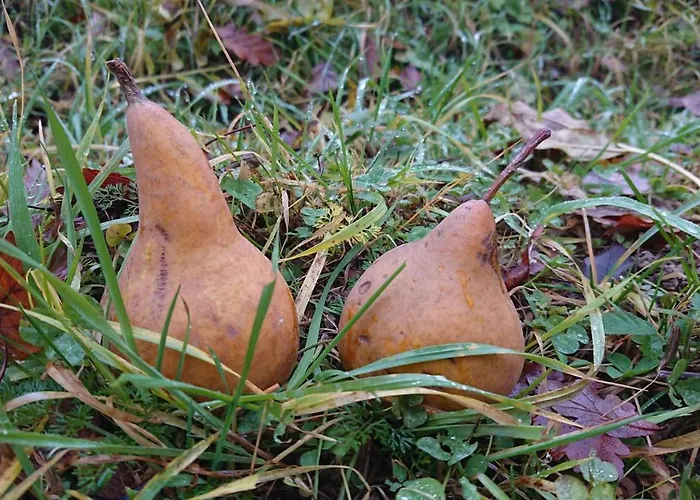 Quarto em Acomodações Particulares Nature Trenčín