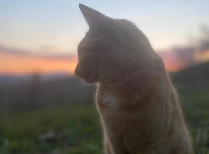 Quarto em Acomodações Particulares Nature *