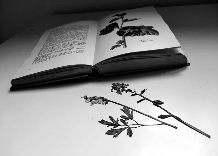 Nature Quarto em Acomodações Particulares Trenčín